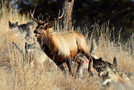 Wolves Help Elk Crappie Spawn Upon Us, Rocky Mountain Elk Foundation CEO David Allen ...
