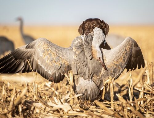Episode 602: Sandhill Cranes with Kent Cartridge & An Old Hunting Dog Learns A Few New Tricks